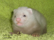 Клубные щенки декоративного хорька(фретки)