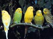 продам волнистых попугайчиков.Недорого.