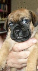 мопсик. 300 грн