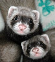 Хорек.Посмотреть можно Вконтакте на странице Анастасия Мистерия