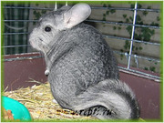 Шиншила, самец 3 месяца