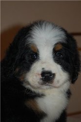 Spirit Dream -Бернский зенненхунд - Щенки и вязки Киев Украина