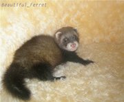 Beautiful_Ferret  Питомник  клубные хорьки, фретки!