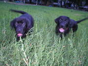 Продаются щенки лабрадора – ретривера