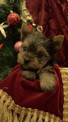 Продаются щенки йоркширского терьера супер-миниатюрные