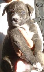 Щенок питбультерьера в добрые руки. Мариуполь.