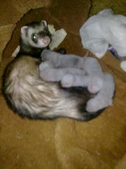 продам щенков хорька