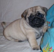 Очаровашки-мопсяшки