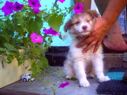 Щенка алабая (полукровки)