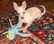 щенок той терьера