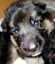 Щенки немецкой овчарки с документами из питомника МВД 