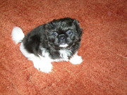 продам щенков японского хина 1, 5 месяца с синими глазами