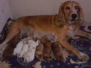 Щенки русского спаниеля.