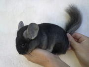 Продам шиншилл: серый стандарт и черный бархат