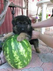  Продаем немецких овчарок