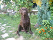 Щенки Лабрадора-Ретривера