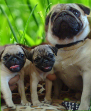 супер мопсики очень красивые!