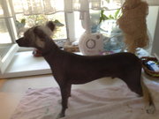 продам китайского хохлатого перспективного голенького кобелька