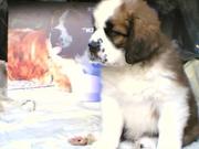 Сенбернары 