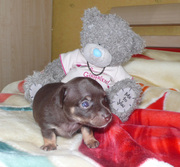 Продаю щенка той-терьера