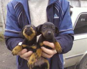 Продам Щенков Ягд-терьер