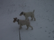 Щенки Фокстерьер продам