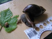 Продам гигантских африканских улиток Ахатина Фулика