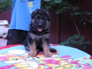 Предлагаем щенков немецкой овчарки