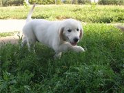 Щенки ГОЛДЕН РЕТРИВЕРА Краматорск