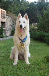 продам щенка белой швейцарской овчарки