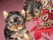 Щенки йоркширского терьера!