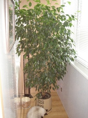 Продается фикус Бенджамина