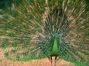 Продам черноплечих павлинов