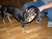 Найдена такса -кобель г.Донецк,  Киевский район