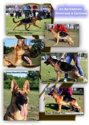 Щенки немецких овчарок