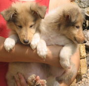 Колли щенки,  документы УКФ,  от 2500 грн.