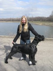 Кобель ризеншнауцера для вязки