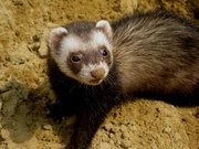 продам хорька девочка 3мес