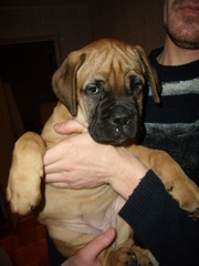 щенки бульмастифа