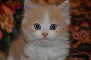 ПРОДАМ ПЕРСИДСКОГО КОТЕНКА С ГОЛУБЫМИ ГЛАЗАМИ,  БЕЛО-КРЕМОВЫЙ