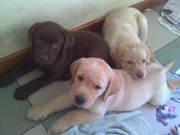 щенки дабрадора ретривера