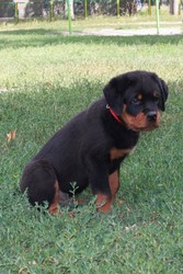 щенок ротвейлера от чемпиона мира