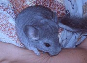 Шиншиллка - пушистый друг вашей семьи