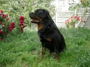 щенки ротвейлера. Породистые  щенки  ротвейлера  от  элитных  родителе