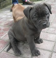 Продам щенков американского пит-бультерьера