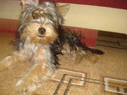 Продам щенка йоркширского терьера