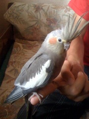 Попугайчики Корелла-Нимфа