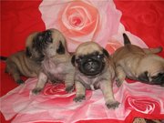 Мопса щенков продам 