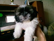 Щенок ши-тцу