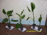 вазоны-бехенбахия-каланхой